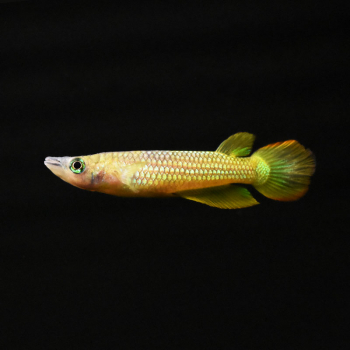 Streifenhechtling Gold, Aplocheilus lineatus gold